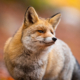 red-fox